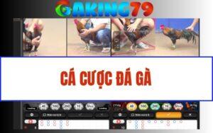 Cá Cược Đá Gà – Giải Mã Giao Diện Đặt Cược Các Trận Gà Online Từ A-Z