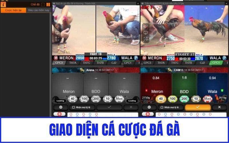 Giao diện cá cược đá gà trực tuyến